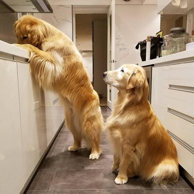 巴西獒犬智商:巴西獒犬图片 巴西非勒犬的战斗力怎么样？为什么？