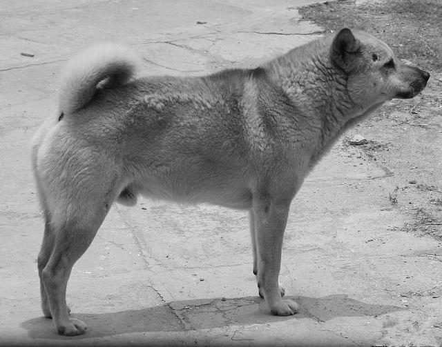 巴西獒犬智商:巴西獒犬图片 巴西非勒犬的战斗力怎么样？为什么？