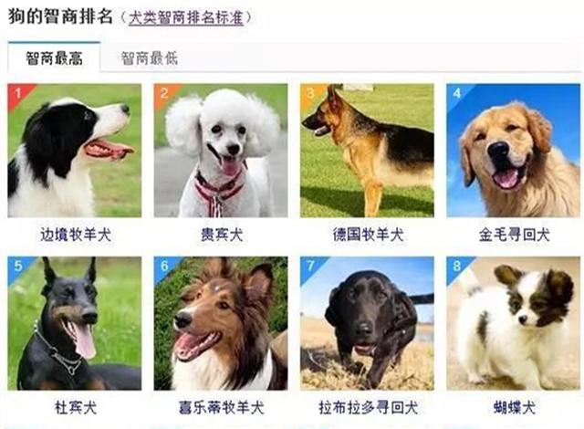 巴西獒犬智商:巴西獒犬图片 巴西非勒犬的战斗力怎么样？为什么？