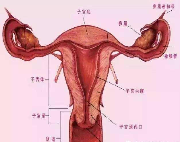 后穹窿部位置图片图片