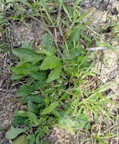 蒲公英和地胆草是同一种植物吗 头条问答