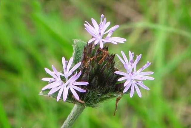 头条问答 蒲公英和地胆草是同一种植物吗 10个回答