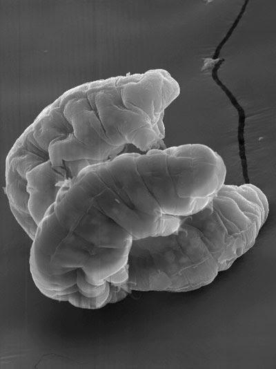 头条问答 - 《异星觉醒》卡尔文这样的生物是可能存在的吗?(1个回答)