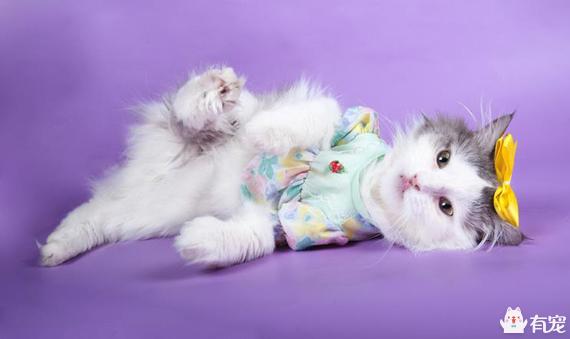 宠物服装:给宠物猫狗穿衣服到底御寒吗？