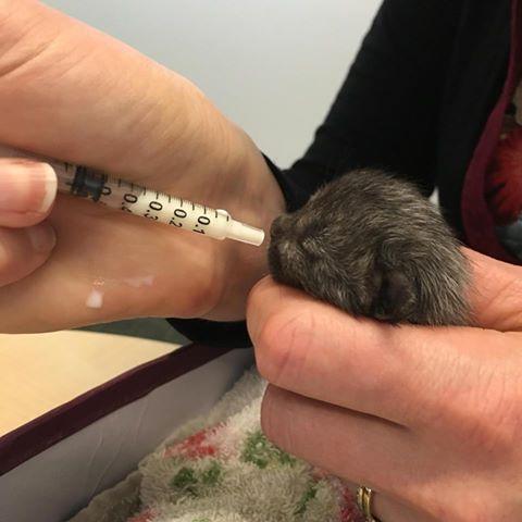 犬俊介君高清:过年带宠物回家，被父母嫌弃了，该怎么办？