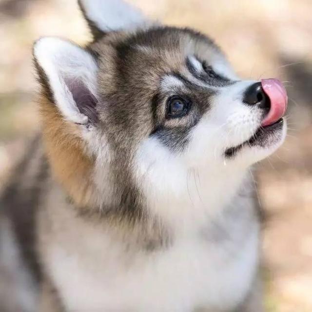 俊介是什么品种的狗:俊介犬好养吗，俊介是博美犬的一种