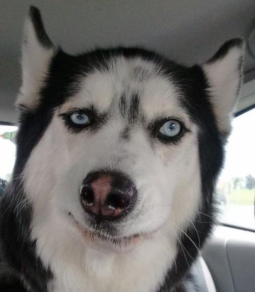 俊介是什么品种的狗:俊介犬好养吗，俊介是博美犬的一种