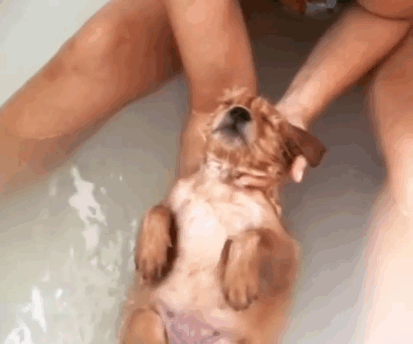 宠物犬图片大全:宠物狗大全图片及名称 有人说金毛成为了受欢迎的宠物狗，你怎么看？