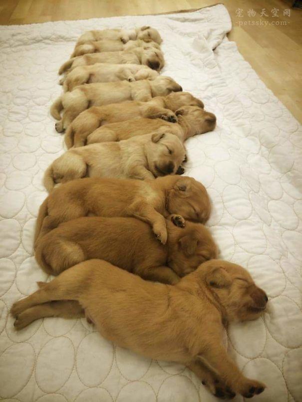宠物犬图片大全:宠物狗大全图片及名称 有人说金毛成为了受欢迎的宠物狗，你怎么看？