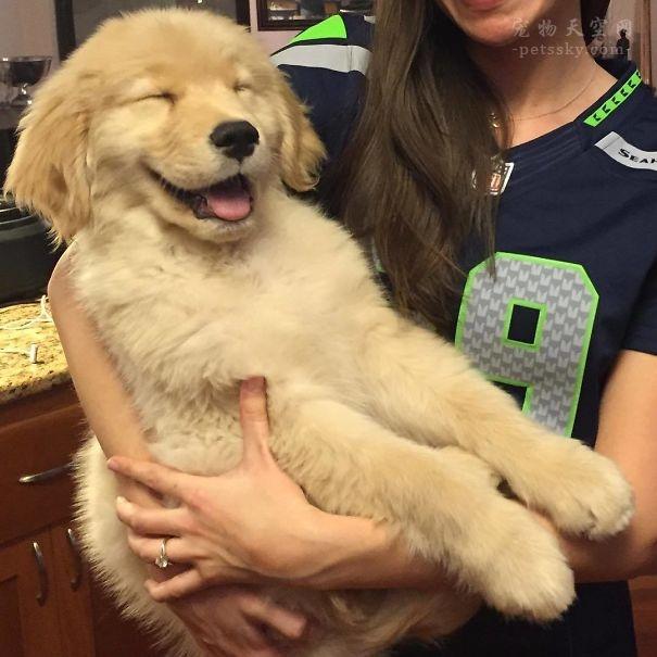 宠物犬图片大全:宠物狗大全图片及名称 有人说金毛成为了受欢迎的宠物狗，你怎么看？
