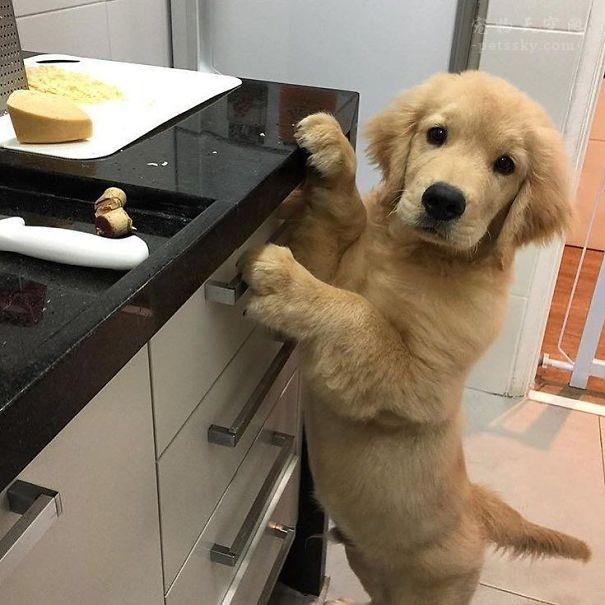 宠物犬图片大全:宠物狗大全图片及名称 有人说金毛成为了受欢迎的宠物狗，你怎么看？