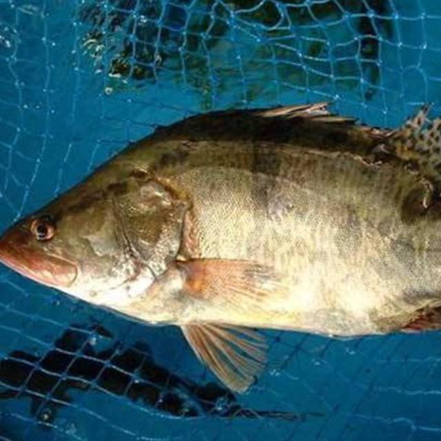 头条问答 - 为什么桂鱼的刺有毒呢?(4个回答)