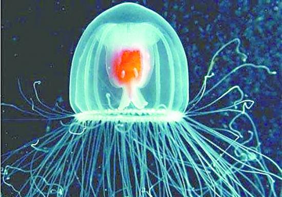 加拉帕戈斯象龟可以活多少年:地球上寿命最长的生物是什么？