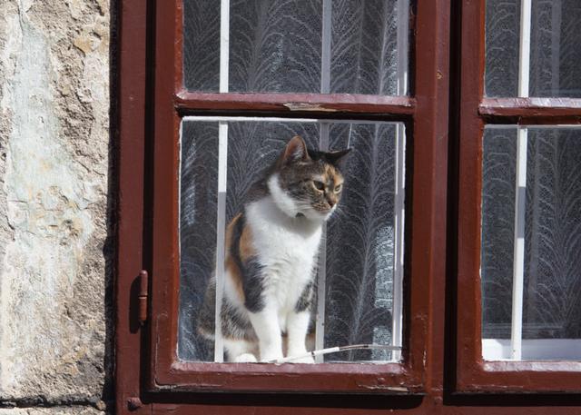 为什么猫老望着窗外发呆，猫咪一直盯着窗外看，是想出去玩么