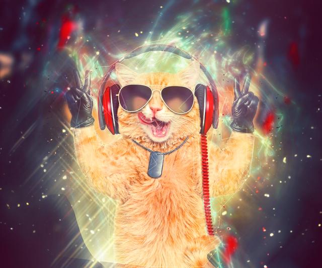 猫咪绝育表情亮了:猫咪绝育后表情 为什么猫咪绝育后还会有类似发情的行为？
