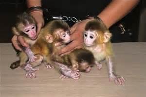 哪里有卖猴子的：上海哪里有宠物小猴子卖的？