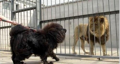 中国名犬藏獒视频:十只藏獒能打赢一头雄狮吗？