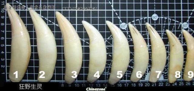 藏獒斗老虎:十只藏獒能打赢一头雄狮吗？