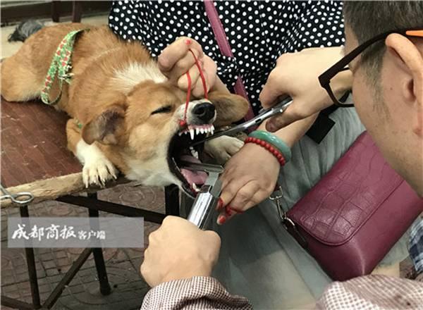 给狗割声带:猫的绝育手术和狗的声带切除手术在人性和道德角度上有什么区别？
