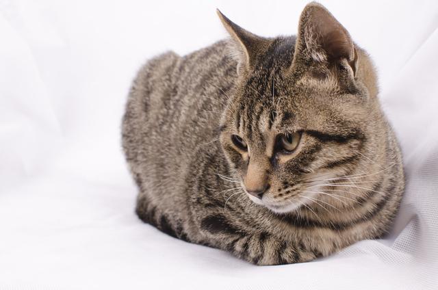 猫一直尿床怎么办:怎么改正猫咪尿床的坏毛病？