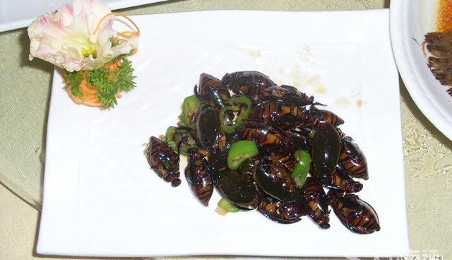 噬肉甲虫:龙虱在广东是可以入菜的，你见过或吃过吗