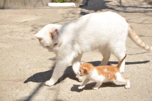 猫得了弓形虫病的症状:人感染了猫弓形虫病的症状 假如猫有弓形虫跟它逗玩不触摸到它身体会感柒弓形虫吗？