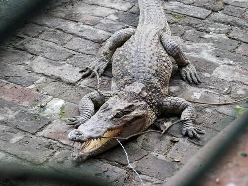 鳄鱼恐龙王:史前四大最大型鳄鱼排名，帝鳄生吞霸王龙（水中霸主）？