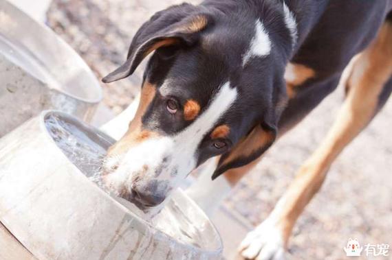 西部高地白梗犬的舌头:狗狗寿命排行榜是怎样的，寿命长的狗狗有哪些？