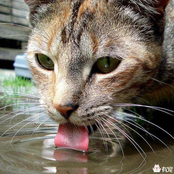 狗喝水慢动作图:猫喝水和狗喝水慢动作 狗喝水时，是用舌头上的倒刺把水勾上来吗？