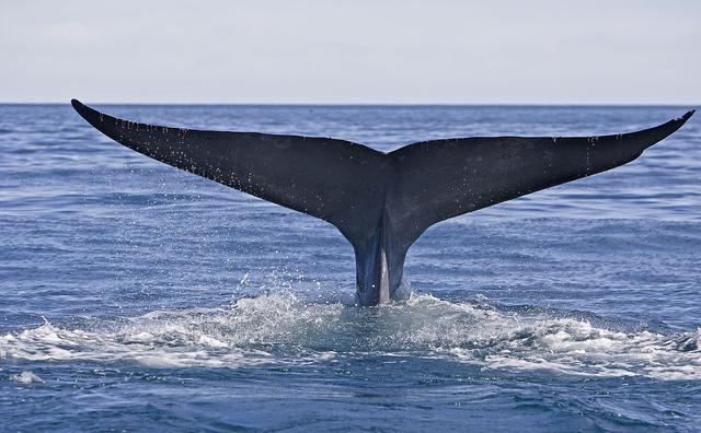 比蓝鲸重10000倍的动物，世界上有哪些动物比蓝鲸大