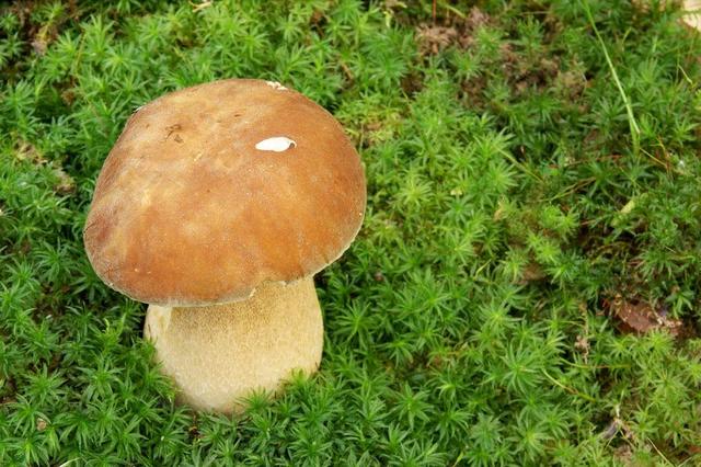 疑似莱姆病症状:得尖锐湿疣的典型症状有哪些？ 莱姆病的症状