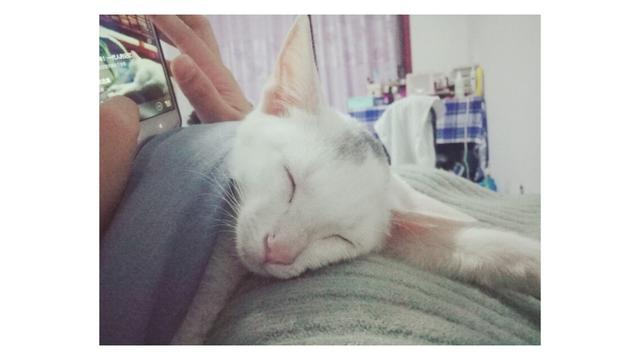 收养流浪猫 弓形虫:为什么租房的人不可以领养流浪猫？ 收养流浪猫要查弓形虫吗?