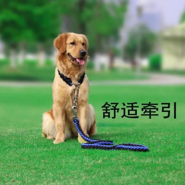 狗项圈 大型犬 牵引绳:必须给狗狗订制宠物项圈和宠物牵引绳吗？ 大型犬牵引绳项圈品牌推荐