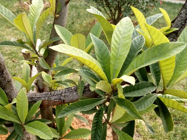 头条问答 枇杷树一朵花也不开是什么原因 1个回答