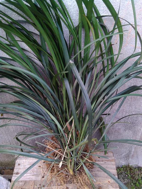 有哪些叶片象兰花但根是须根的植物?(8个回答)