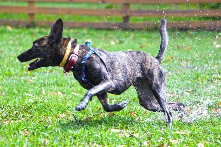 中国名犬:中国有哪些不输于外国的优秀犬种？ 中国名犬有哪些品种