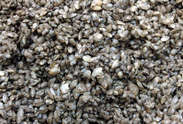 头条问答 - 日照有一种海沙子面听说是用一种海鲜做的,请问哪里有?