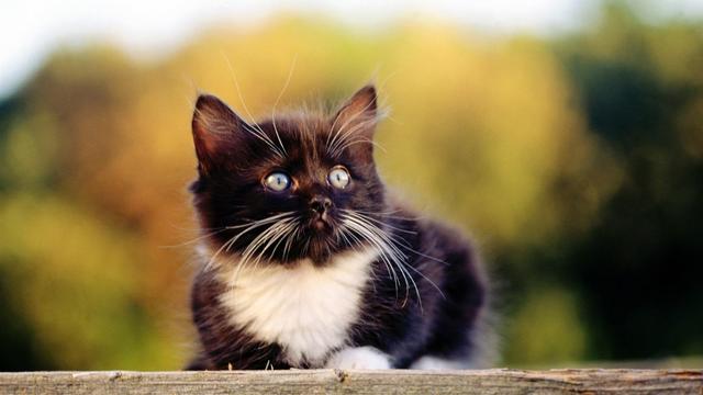 买猫公猫好还是母猫好:谈谈公猫母猫哪个更好养？