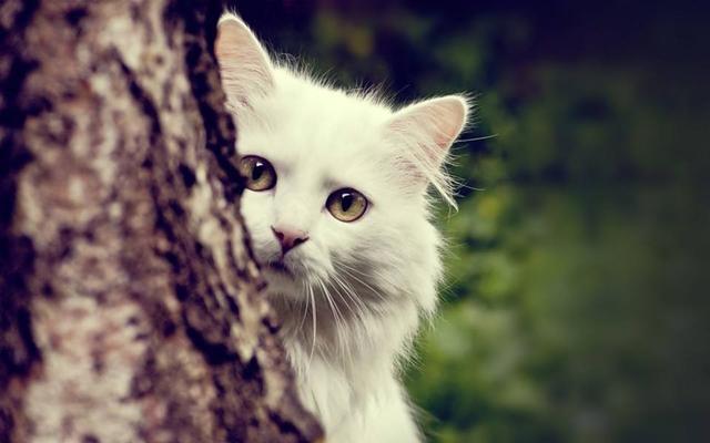 买猫公猫好还是母猫好:谈谈公猫母猫哪个更好养？