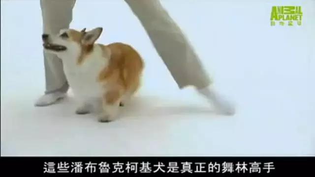 养英国雪达犬是种怎样的体验:如果雪橇三傻三只狗一起养，会不会被搞到精神崩溃？