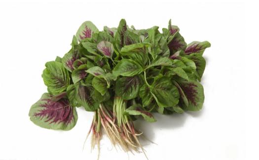 野菜图片大全及名字,在农村你吃过的野菜有哪些？