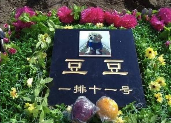 哈尔滨宠物论坛:有哪些知名的狗狗论坛推荐？