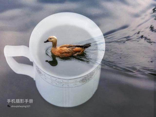 两只猫的二重奏mp3:手机摄影越来越强，你觉得手机最后真的会替代相机吗？