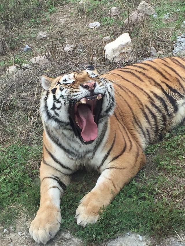 秦岭野生动物园老虎图片