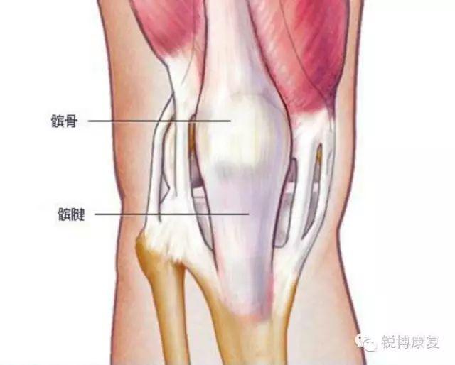 韧带断裂缝合后多久拆:前交叉韧带撕裂，是什么级别的伤病，恢复需要多久？