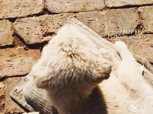 兰州流浪动物救助站的电话号码:兰州西固的流浪动物救助站有哪些？在哪里？