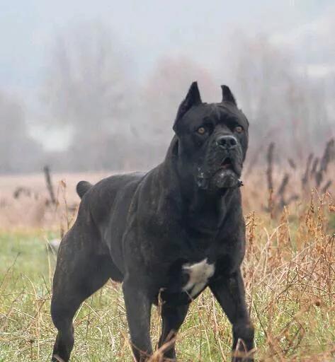 澳洲野犬长途奔袭30公里:澳洲野狗和中华田园犬那么相似，它们之间有联系吗？
