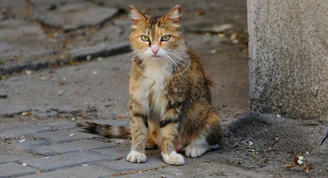 最适合新手养的猫是什么，想要养只猫咪，什么猫咪适合在家养