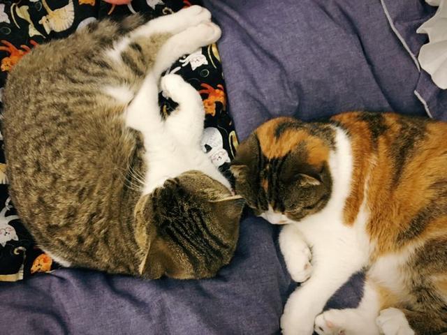 欧洲短毛猫体重体型:什么猫性格温顺，比较粘人呢？ 美国短毛猫体型