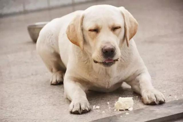 优质的拉布拉多犬性格特征有哪些:养拉布拉多犬该注意哪些 拉布拉多犬几岁能听话，走路能好好走不东一头西一头的会随行？